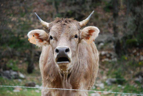 Apartamentos Pirineos Ordesa El Pueyo de Araguás Esterno foto