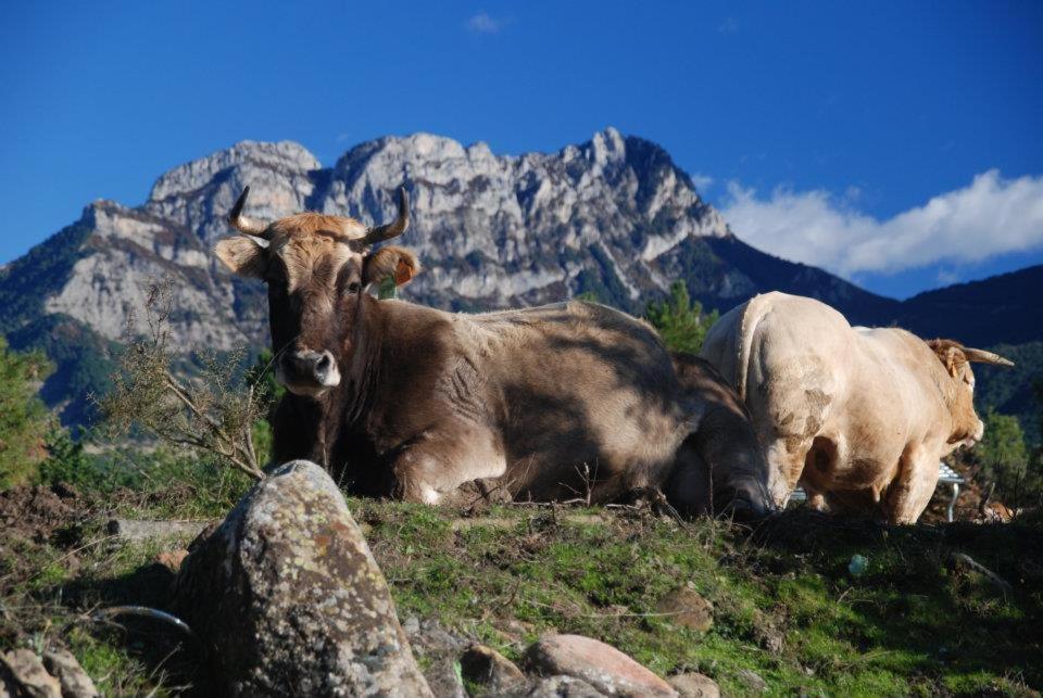 Apartamentos Pirineos Ordesa El Pueyo de Araguás Esterno foto